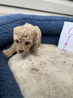 Lisa, a female Cockapoo for sale in Fredericksburg, VA – Photo 2 of 2