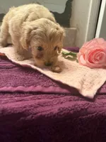 Libby, a female Cockapoo for sale in Fredericksburg, VA – 2 of 3