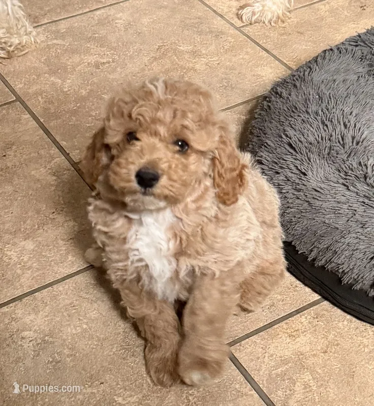 Lenny – Cockapoo puppy for sale in Fredericksburg, VA