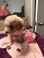 Linda, a female Cockapoo for sale in Fredericksburg, VA – 4 of 5