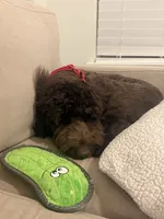 Benji, a male Aussiedoodle for sale in Jacksonville, FL – 4 of 5