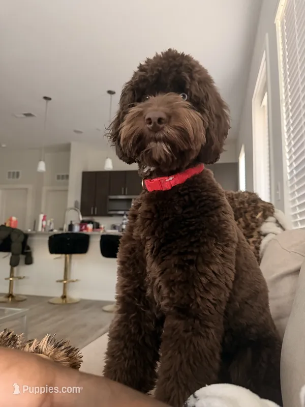 Benji, a male Aussiedoodle for sale in Jacksonville, FL – 1 of 5