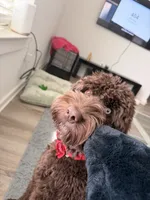 Benji, a male Aussiedoodle for sale in Jacksonville, FL – 3 of 5