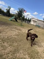 Benji, a male Aussiedoodle for sale in Jacksonville, FL – 5 of 5