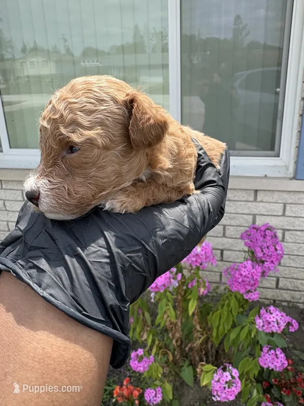 Maci – Poodle - Miniature  puppy for sale in Southfield, MI