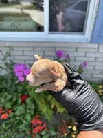 Marvin, a male Poodle - Miniature  for sale in Southfield, MI – 2 of 5