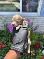 Marvin, a male Poodle - Miniature  for sale in Southfield, MI – 3 of 5
