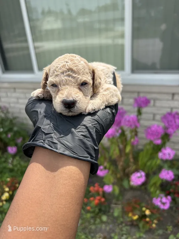 Myles – Poodle - Miniature  puppy for sale in Southfield, MI