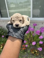 Myles, a male Poodle - Miniature  for sale in Southfield, MI – 1 of 5