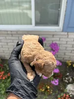 Maci, a female Poodle - Miniature  for sale in Southfield, MI – 5 of 6