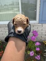 Maci, a female Poodle - Miniature  for sale in Southfield, MI – 6 of 6