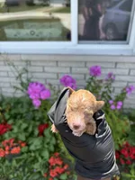 Maci, a female Poodle - Miniature  for sale in Southfield, MI – 2 of 6