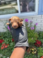 Murphy, a male Poodle - Miniature  for sale in Southfield, MI – 2 of 5