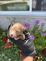 Maci, a female Poodle - Miniature  for sale in Southfield, MI – 3 of 6