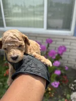 Marvin, a male Poodle - Miniature  for sale in Southfield, MI – 4 of 5