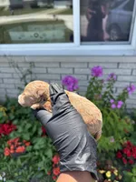 Maci, a female Poodle - Miniature  for sale in Southfield, MI – 4 of 6