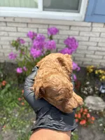 Murphy, a male Poodle - Miniature  for sale in Southfield, MI – 4 of 5
