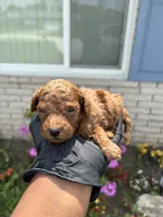 Murphy, a male Poodle - Miniature  for sale in Southfield, MI – 5 of 5