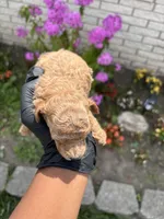 Marvin, a male Poodle - Miniature  for sale in Southfield, MI – 5 of 5
