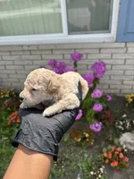 Myles, a male Poodle - Miniature  for sale in Southfield, MI – 5 of 5