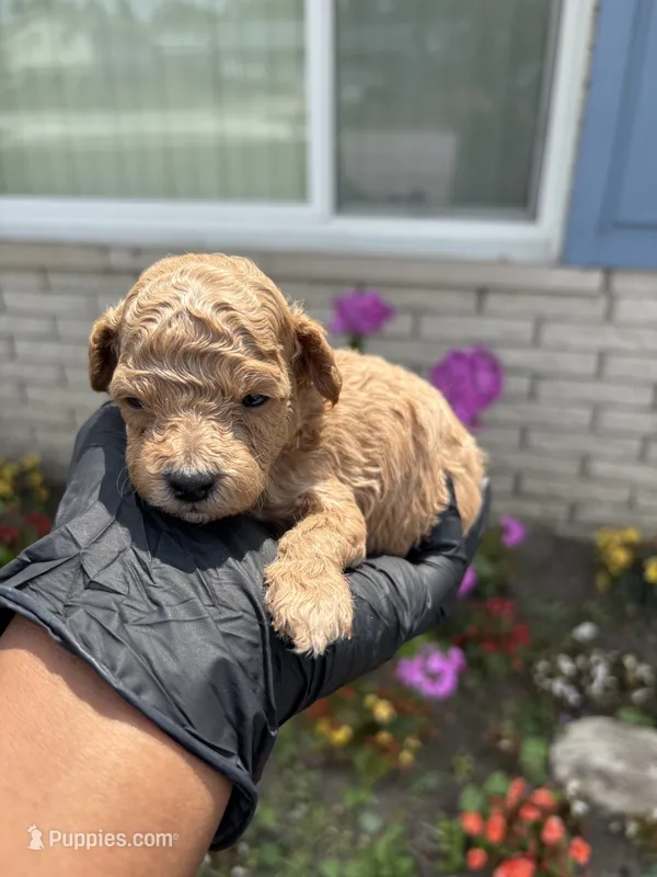Marvin – Poodle - Miniature  puppy for sale in Southfield, MI
