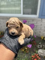 Marvin, a male Poodle - Miniature  for sale in Southfield, MI – 1 of 5