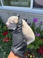 Myles, a male Poodle - Miniature  for sale in Southfield, MI – 3 of 5