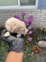 Myles, a male Poodle - Miniature  for sale in Southfield, MI – 4 of 5