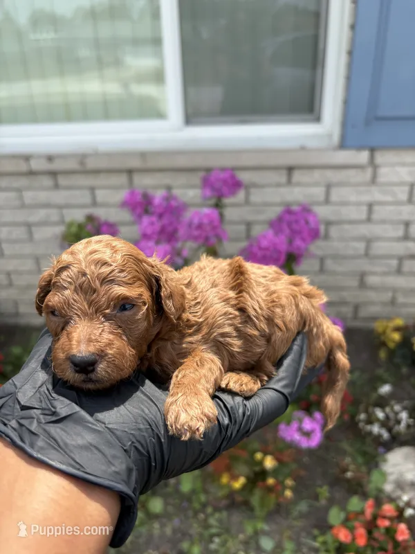 Murphy – Poodle - Miniature  puppy for sale in Southfield, MI