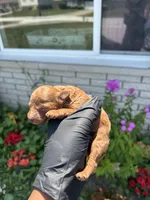 Murphy, a male Poodle - Miniature  for sale in Southfield, MI – 3 of 5