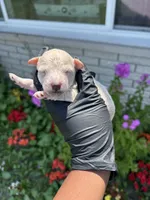 Myles, a male Poodle - Miniature  for sale in Southfield, MI – 2 of 5
