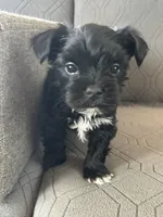 Brice, a male Yorkshire Terrier for sale in Bonanza, OR – 5 of 7
