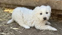Queen, a female Great Pyrenees for sale in Bonanza, OR – 4 of 7