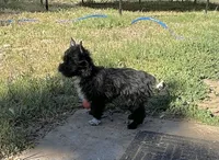 Blake, a male Yorkshire Terrier for sale in Bonanza, OR – 3 of 10
