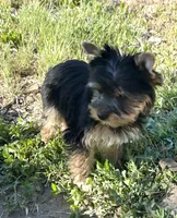 Bowie, a male Yorkshire Terrier for sale in Bonanza, OR – 2 of 10