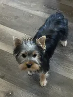Bowie, a male Yorkshire Terrier for sale in Bonanza, OR – 4 of 10