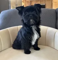 Brice, a male Yorkshire Terrier for sale in Bonanza, OR – 5 of 10