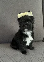 Blake, a male Yorkshire Terrier for sale in Bonanza, OR – 5 of 10