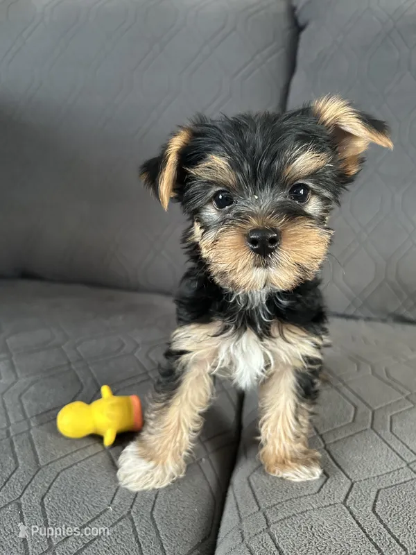 Bowie – Yorkshire Terrier puppy for sale in Bonanza, OR