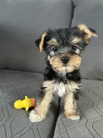 Bowie, a male Yorkshire Terrier for sale in Bonanza, OR – 6 of 10