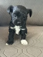 Blake, a male Yorkshire Terrier for sale in Bonanza, OR – 4 of 6