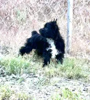 Blake, a male Yorkshire Terrier for sale in Bonanza, OR – 2 of 10