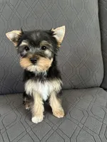Bowie, a male Yorkshire Terrier for sale in Bonanza, OR – 5 of 10