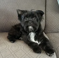 Brice, a male Yorkshire Terrier for sale in Bonanza, OR – 6 of 10