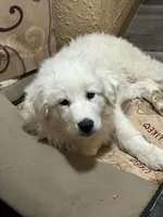 Queen, a female Great Pyrenees for sale in Bonanza, OR – 4 of 10