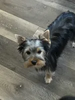 Bowie, a male Yorkshire Terrier for sale in Bonanza, OR – 2 of 10