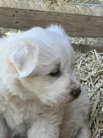 Queen, a female Great Pyrenees for sale in Bonanza, OR – 2 of 7