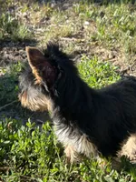 Bowie, a male Yorkshire Terrier for sale in Bonanza, OR – 3 of 10