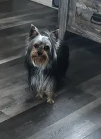 Blake, a male Yorkshire Terrier for sale in Bonanza, OR – 6 of 6
