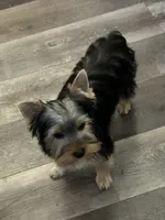 Bowie, a male Yorkshire Terrier for sale in Bonanza, OR – 6 of 10